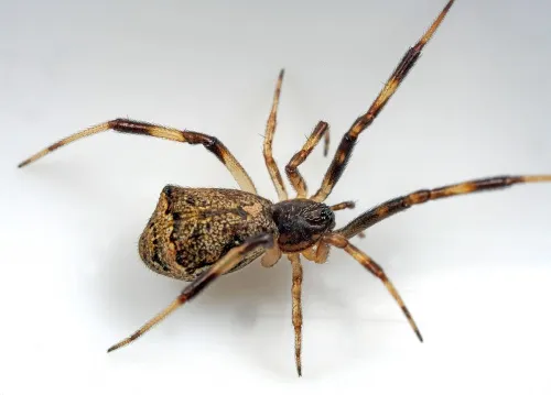 Episinus angulatus