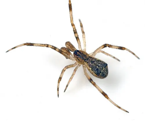 Episinus angulatus - photo 2