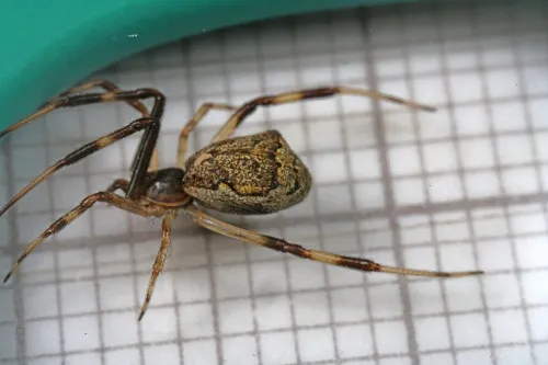 Episinus angulatus - photo 3