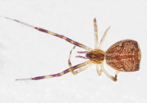 Episinus angulatus - photo 4