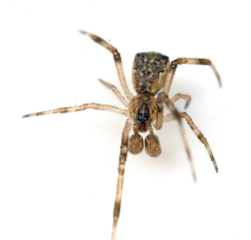 Episinus angulatus - photo 5