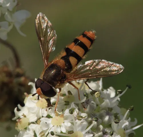 Epistrophe diaphana