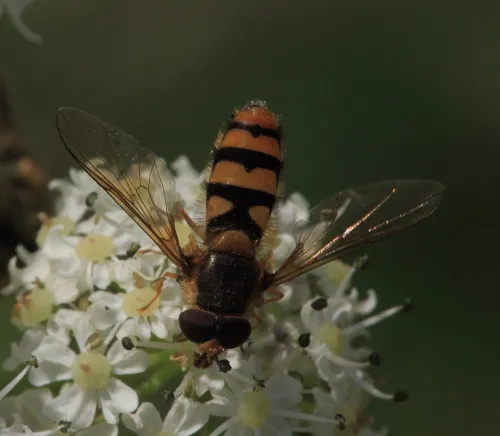 Epistrophe diaphana - photo 2