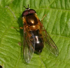 Epistrophe eligans - Epistrophe eligans