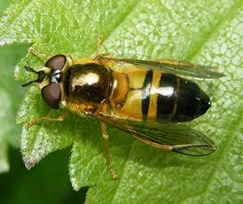 Epistrophe eligans - photo 2