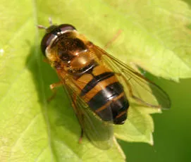 Epistrophe eligans - photo 3