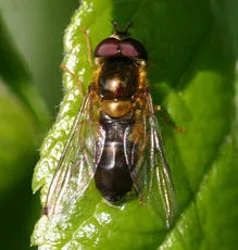 Epistrophe eligans - photo 4