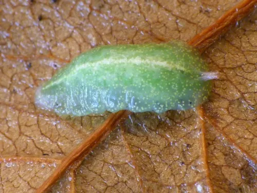 Epistrophe eligans - photo 6
