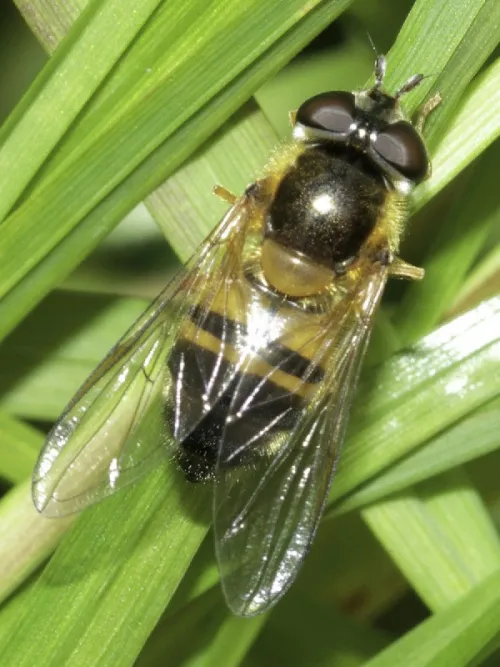 Epistrophe eligans - photo 8
