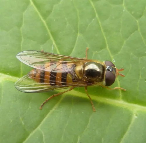 Epistrophe nitidicollis