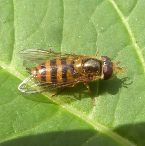 Epistrophe nitidicollis - photo 2