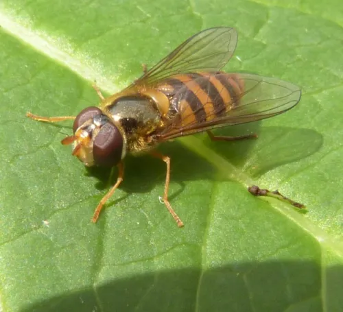 Epistrophe nitidicollis - photo 3