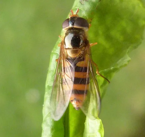Epistrophe nitidicollis - photo 4