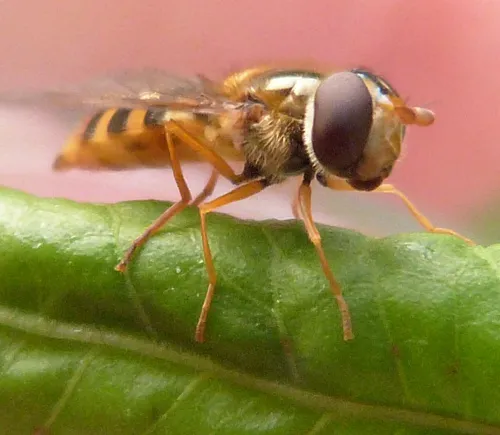 Epistrophe nitidicollis - photo 5