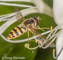 Epistrophe xanthostoma - photo 2