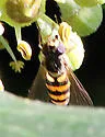 Epistrophe xanthostoma - photo 5