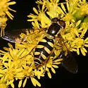 Epistrophella emarginata
