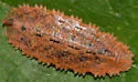 Epistrophella emarginata - photo 2