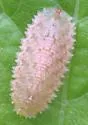 Epistrophella emarginata - photo 3