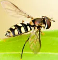 Epistrophella emarginata - photo 4