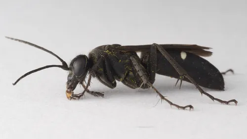 Episyron biguttatus