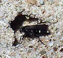 Episyron quinquenotatus - photo 3