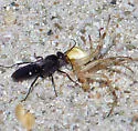 Episyron quinquenotatus - photo 4