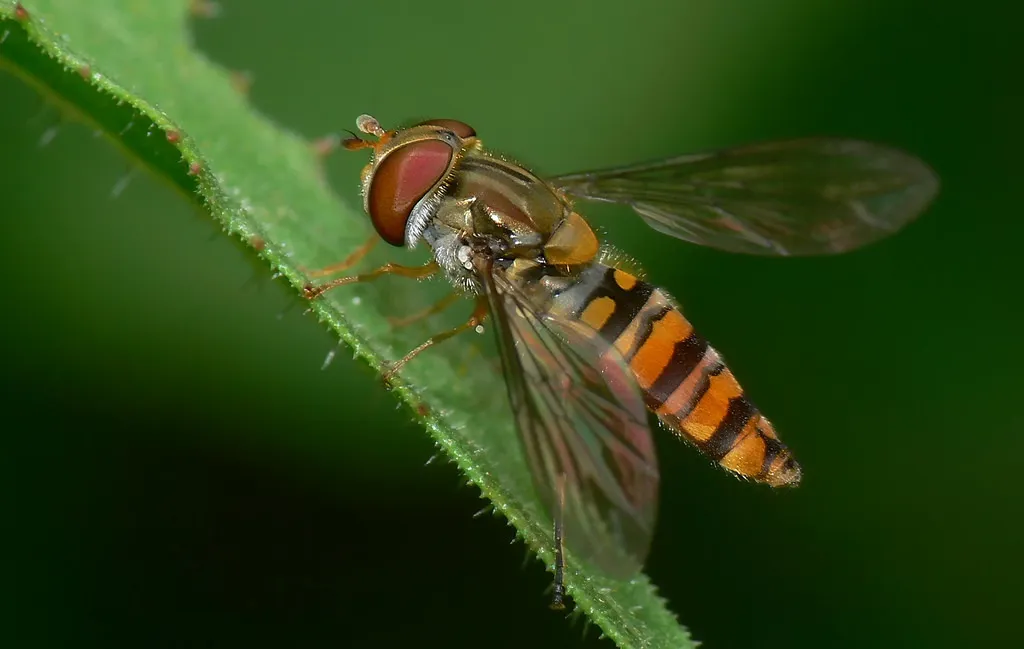 Episyrphus balteatus