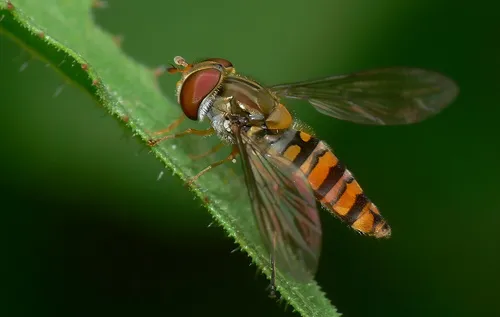 Episyrphus balteatus - photo 3