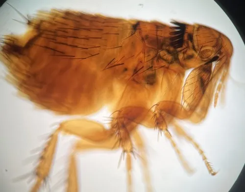 Epitedia wenmanni