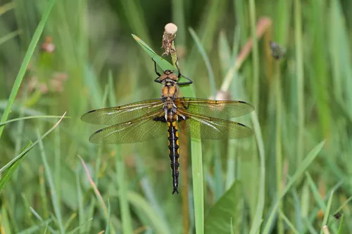 Eurasian Baskettail