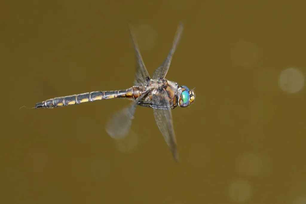 Beaverpond Baskettail