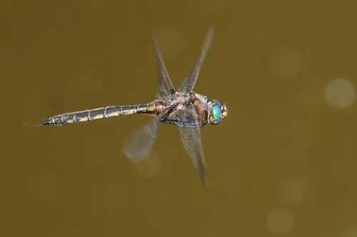 Beaverpond Baskettail - photo 2