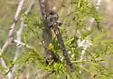 Slender Baskettail