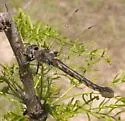 Slender Baskettail - photo 2