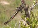 Slender Baskettail - photo 3