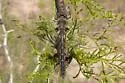 Slender Baskettail - photo 4