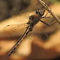 Slender Baskettail - photo 5