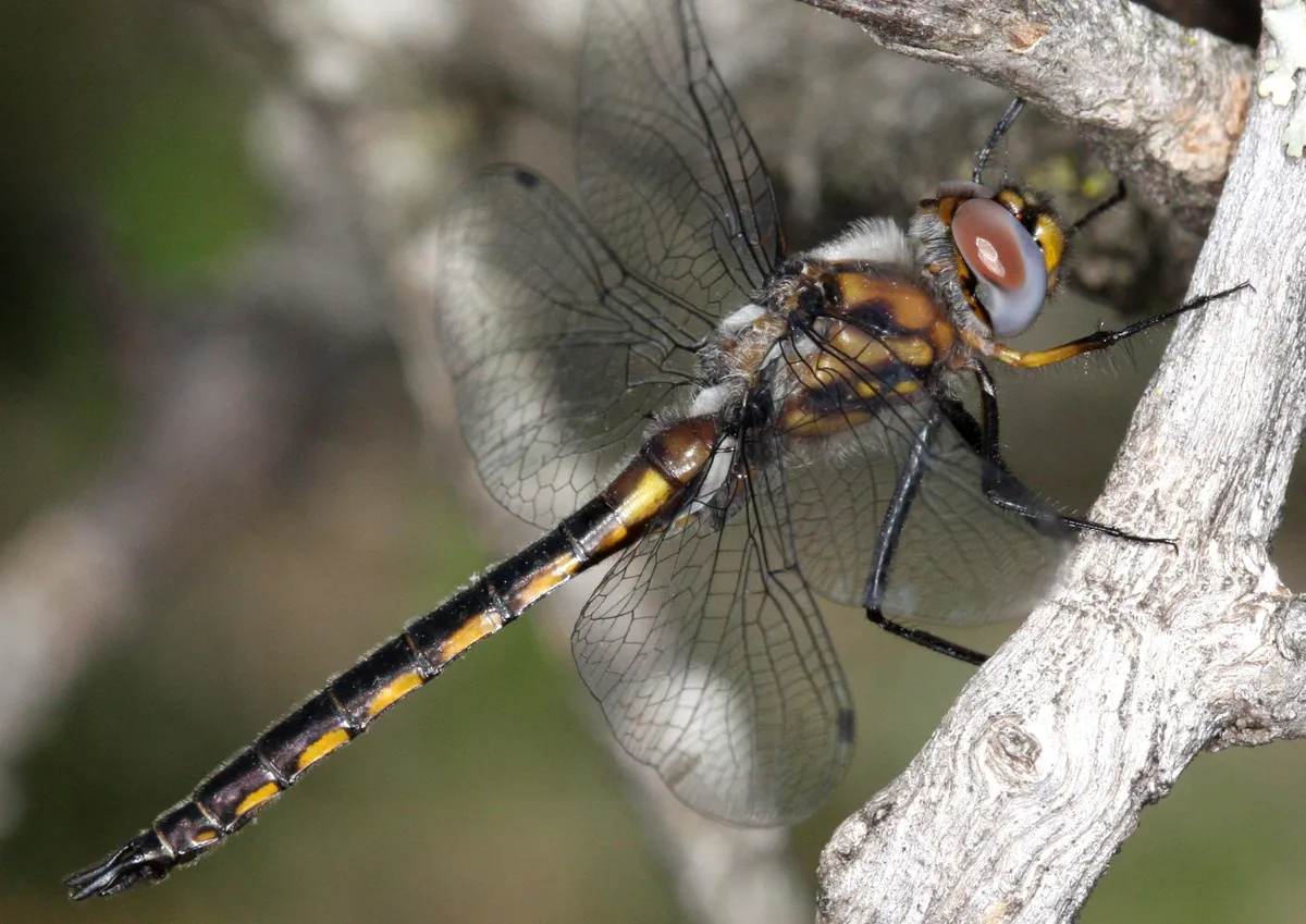 Common Baskettail
