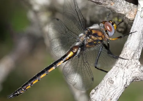 Common Baskettail - photo 3