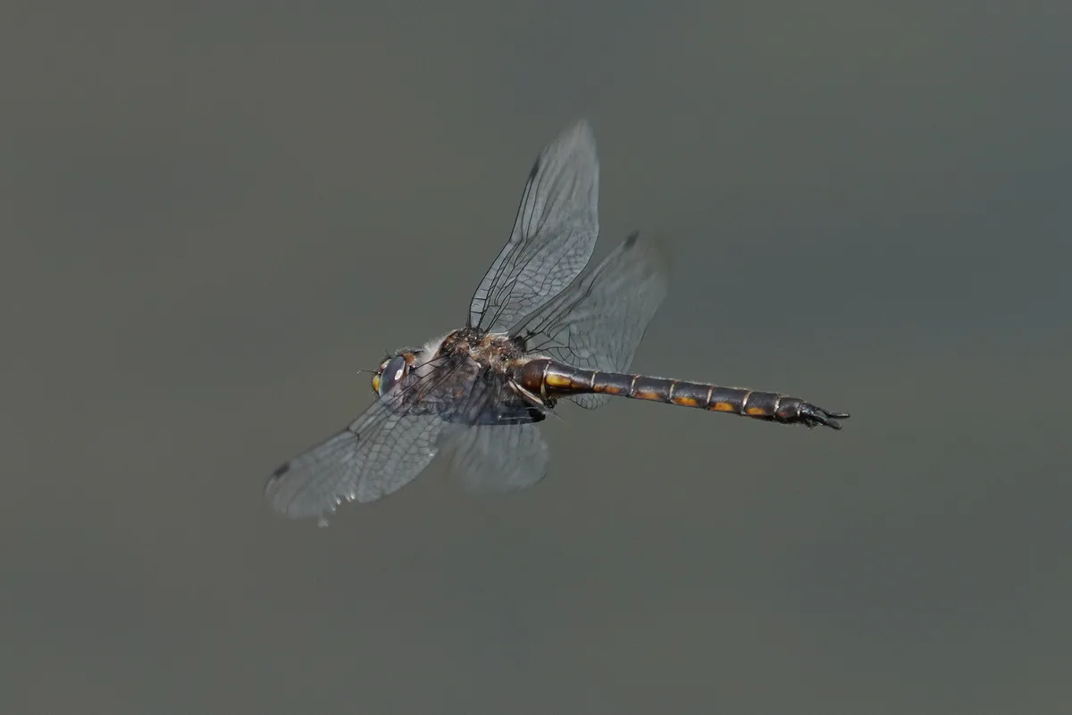 Dot-winged Baskettail