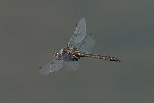 Dot-winged Baskettail - photo 2