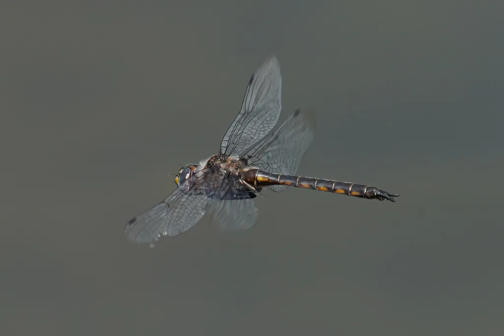 Dot-winged Baskettail - photo 3