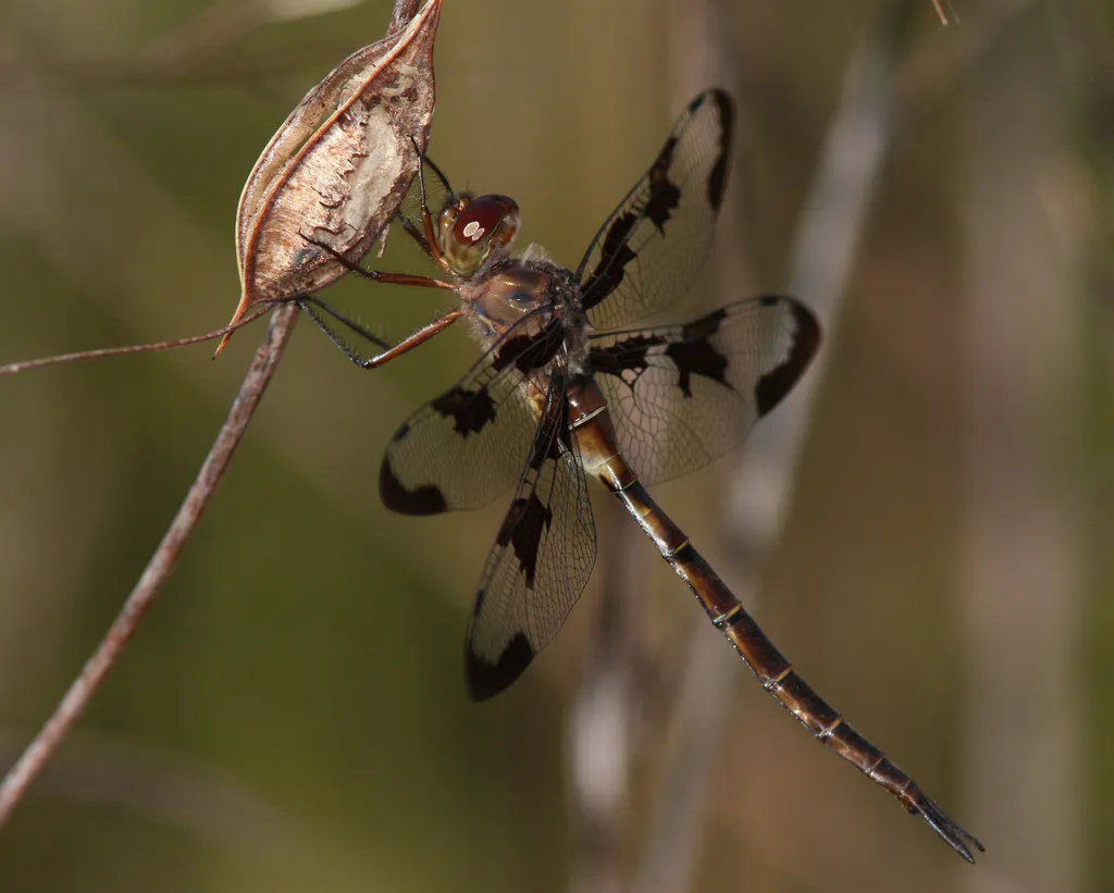 Prince Baskettail