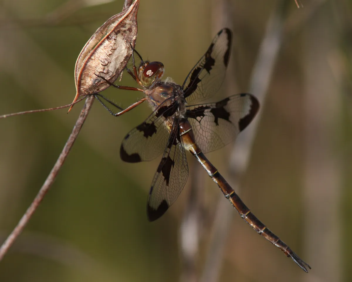 Prince Baskettail - photo 2
