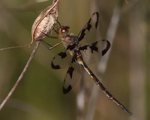 Prince Baskettail - photo 3