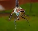 Sepia Baskettail - photo 2