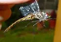 Sepia Baskettail - photo 3