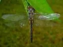 Sepia Baskettail - photo 4