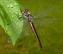 Sepia Baskettail - photo 5